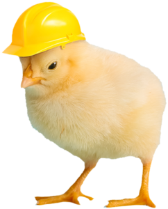 Soft yellow baby chick with hardhat on to illustrate chicken safety