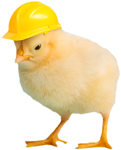 Soft yellow baby chick with hardhat on to illustrate chicken safety